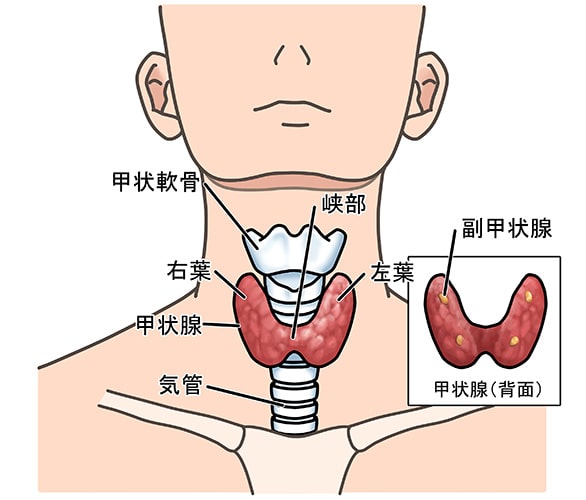 甲状腺についてのイメージ写真